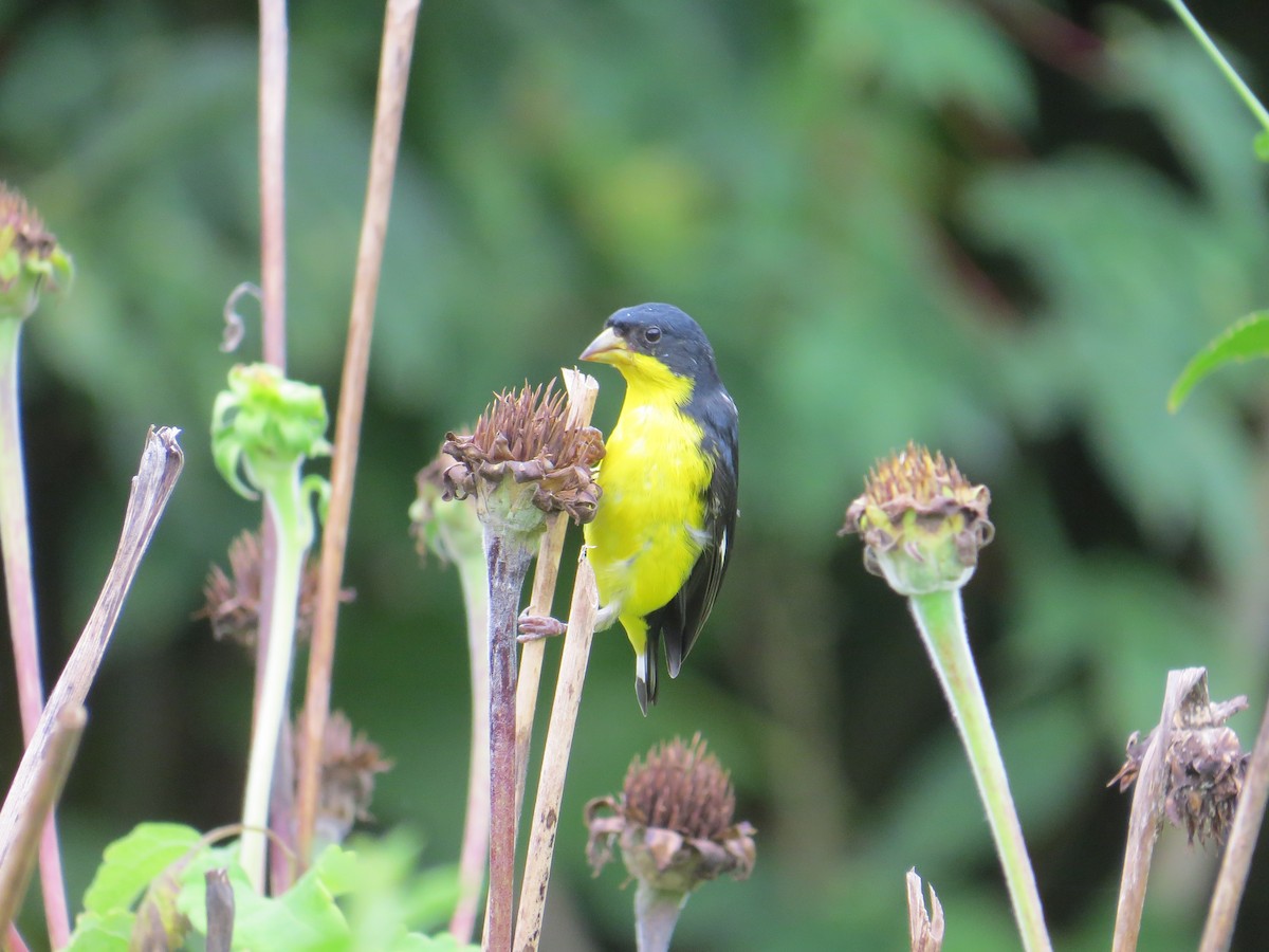 Lesser Goldfinch - ML624229257