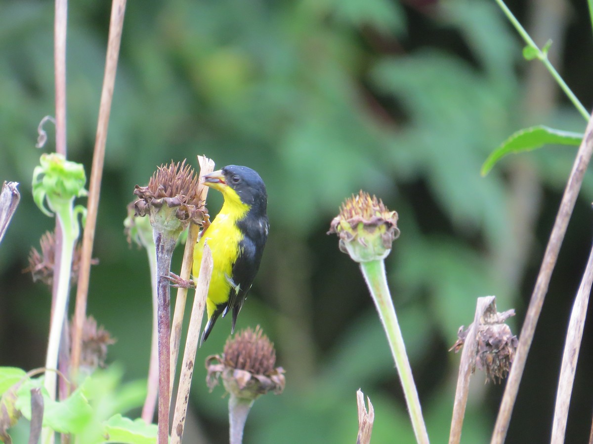 Lesser Goldfinch - ML624229259