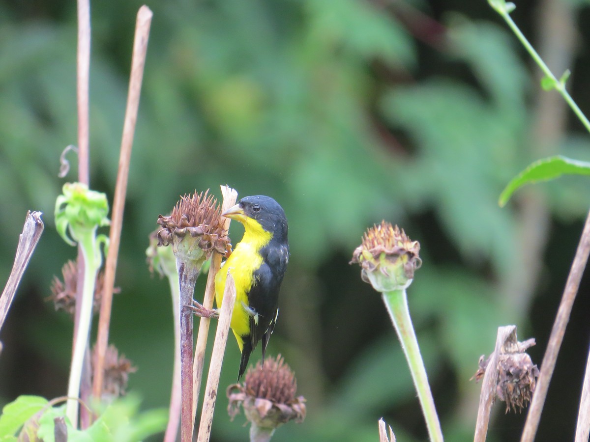 Lesser Goldfinch - ML624229260