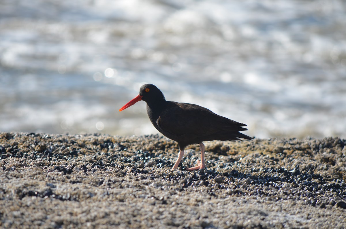 Black Oystercatcher - ML624229268