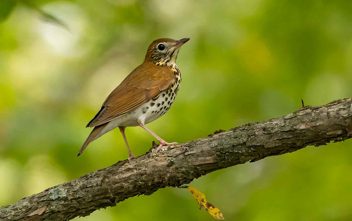 Wood Thrush - ML624229275