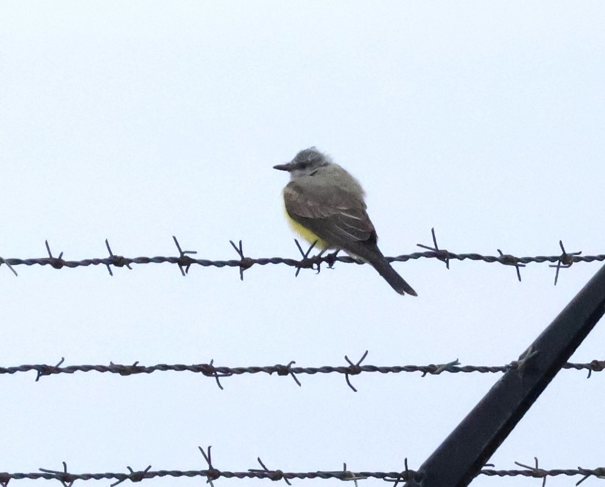 Tropical Kingbird - ML624229285