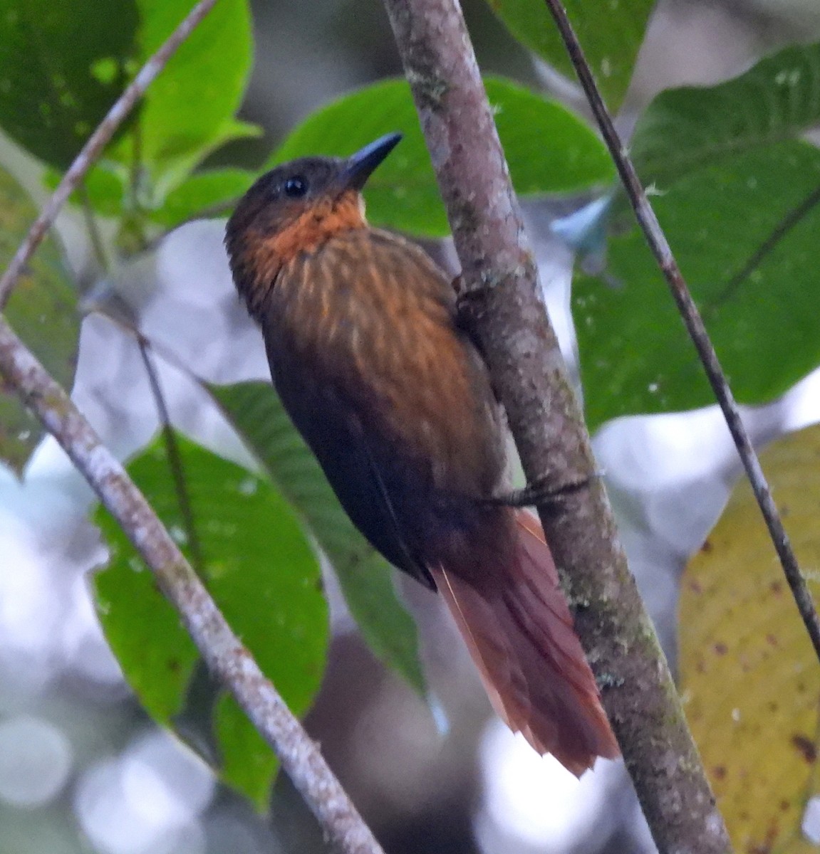 Streak-breasted Treehunter - ML624229295