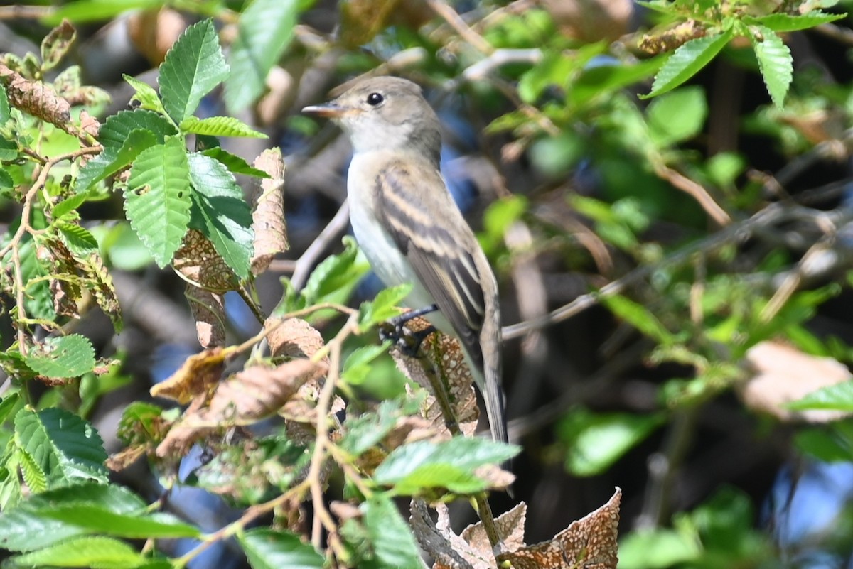 Willow Flycatcher - Joe Cochran