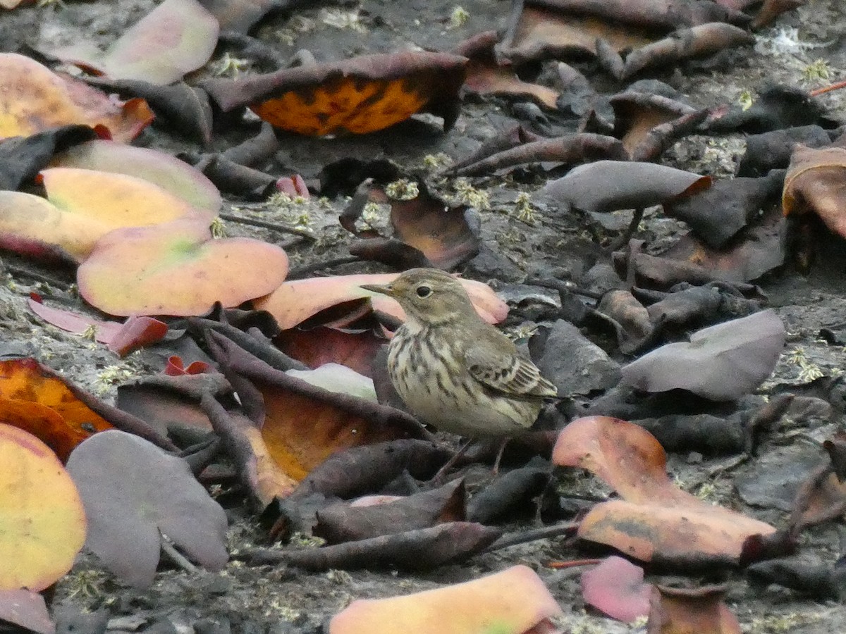 American Pipit - ML624229308