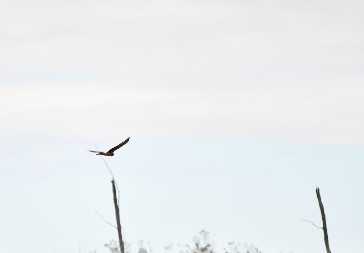 Northern Harrier - ML624229312