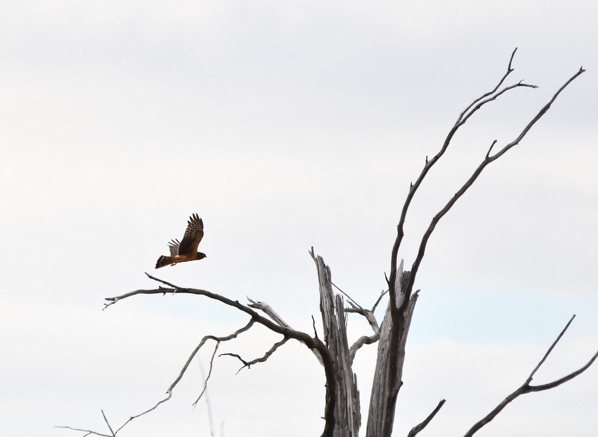 Northern Harrier - Monique Maynard