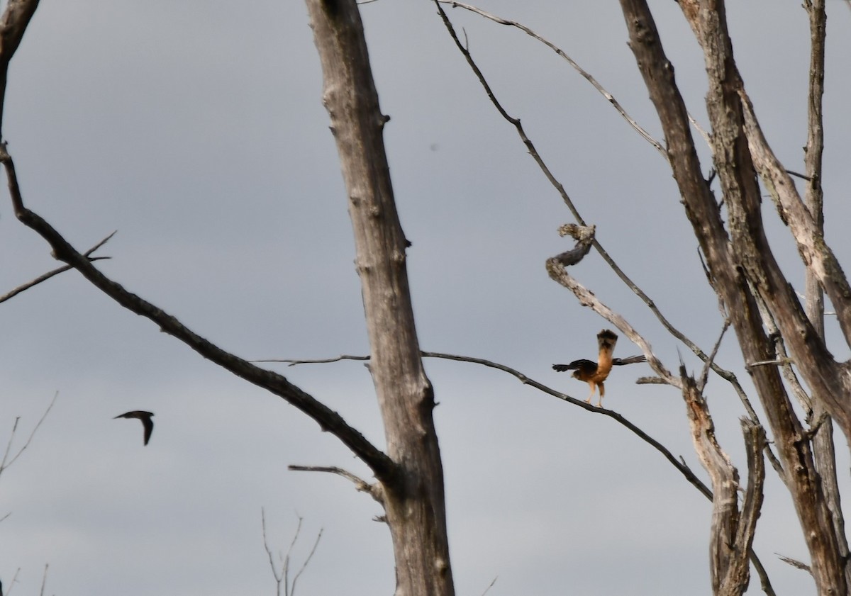 Northern Harrier - ML624229318