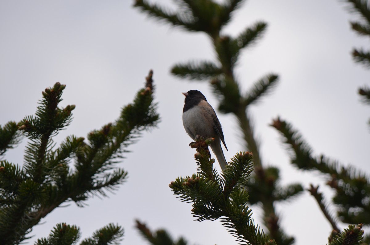 Dark-eyed Junco (Oregon) - ML624229321