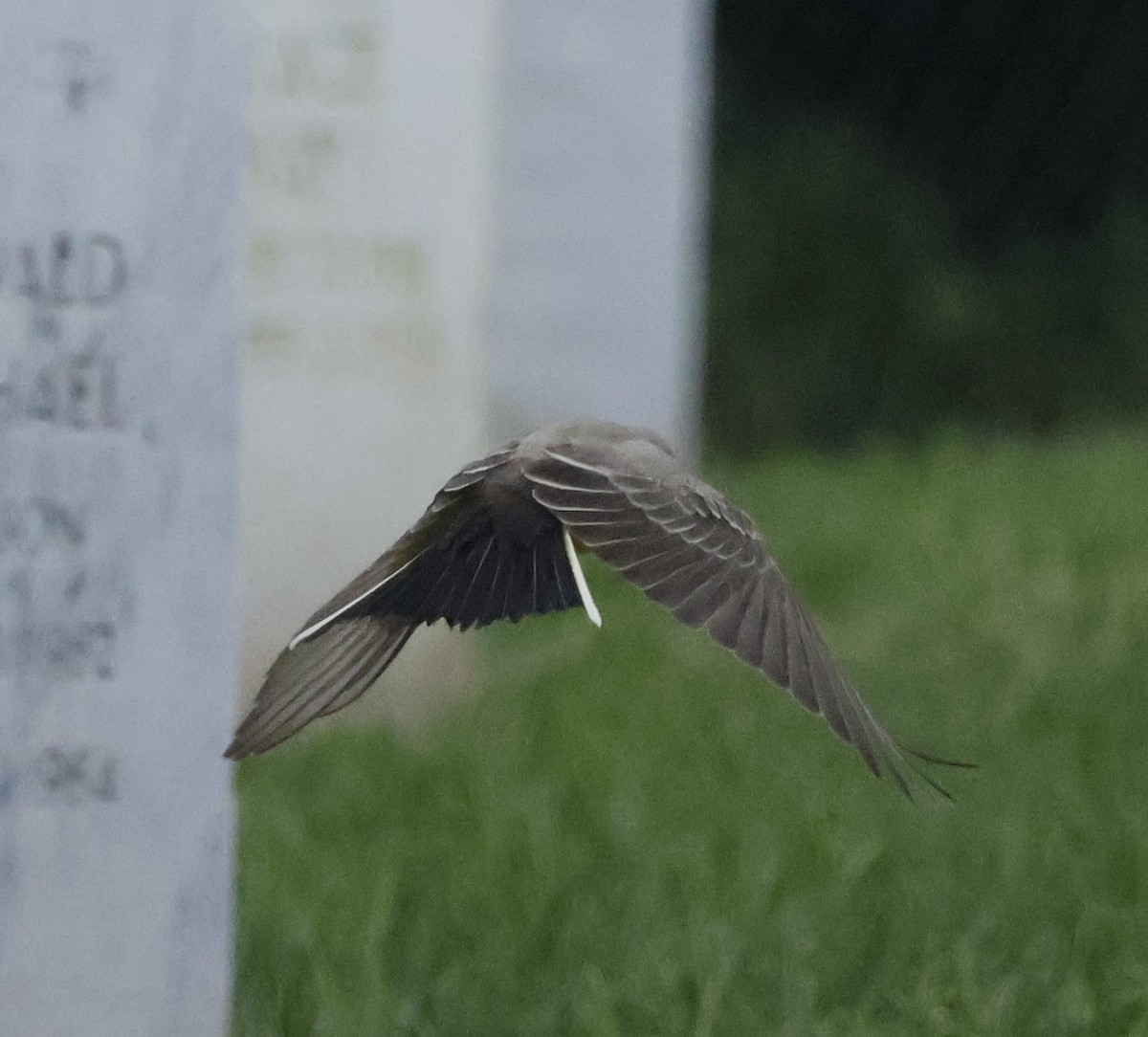 Western Kingbird - ML624229322