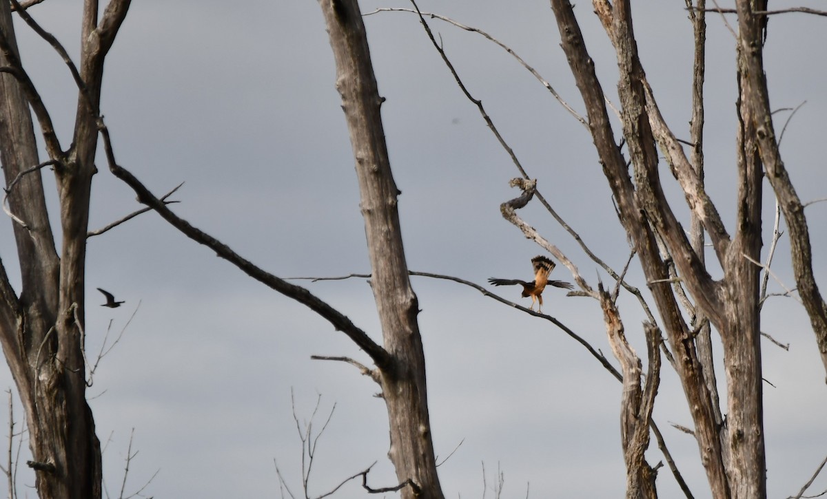 Northern Harrier - ML624229323