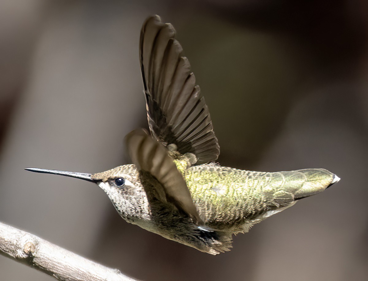 Black-chinned Hummingbird - ML624229328