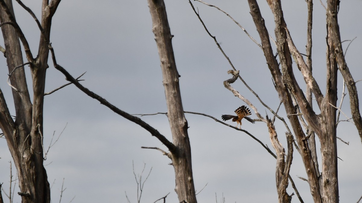 Northern Harrier - ML624229330