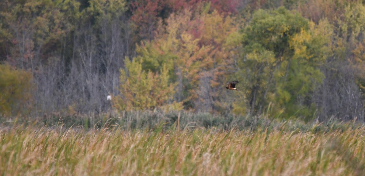 Northern Harrier - ML624229345