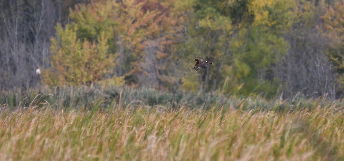 Northern Harrier - ML624229350