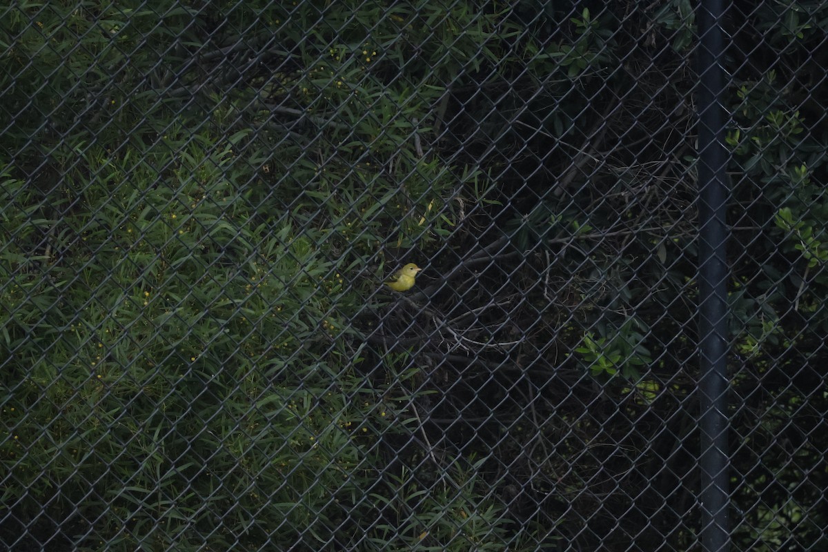 Western Tanager - ML624229371