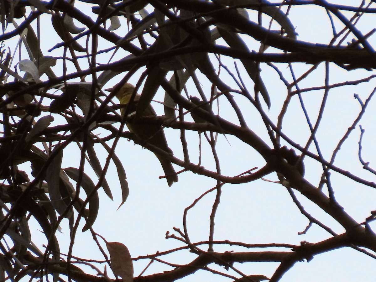 Western Flycatcher (Pacific-slope) - ML624229427