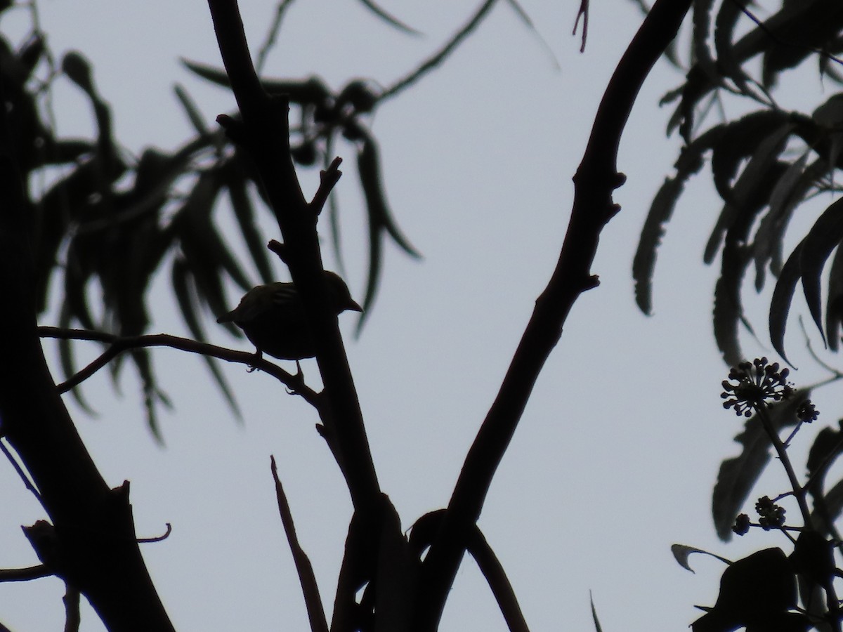 Western Flycatcher (Pacific-slope) - ML624229428