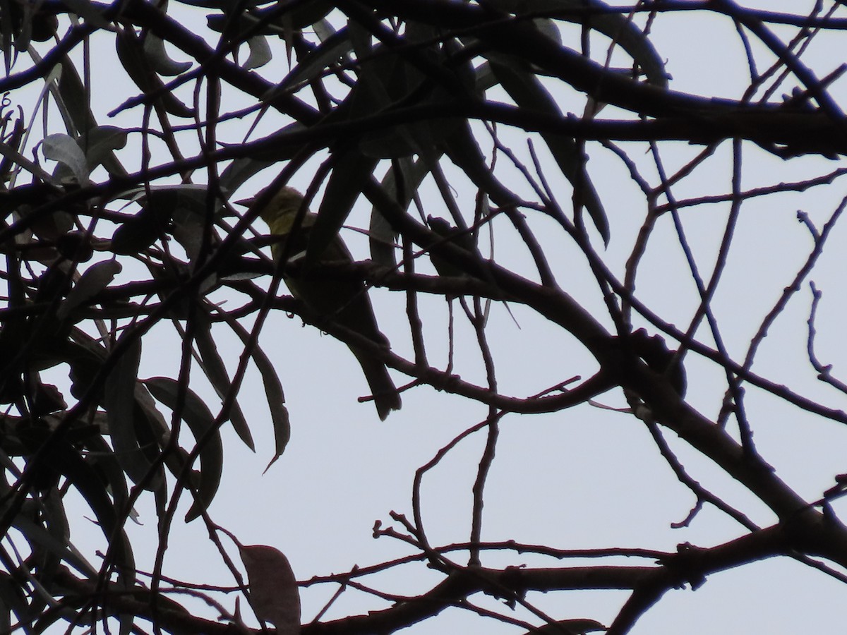 Western Flycatcher (Pacific-slope) - Martha Pallin