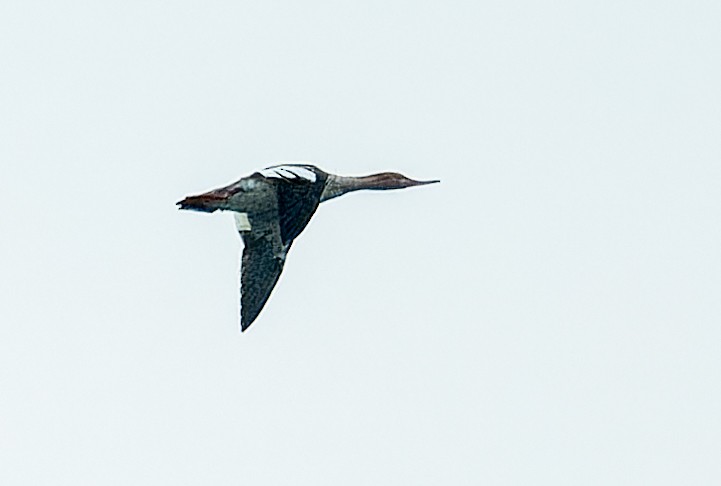 Red-breasted Merganser - ML624229433