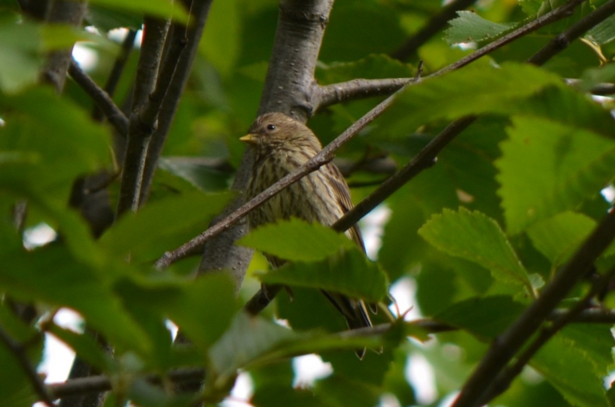 Pine Siskin - ML624229485