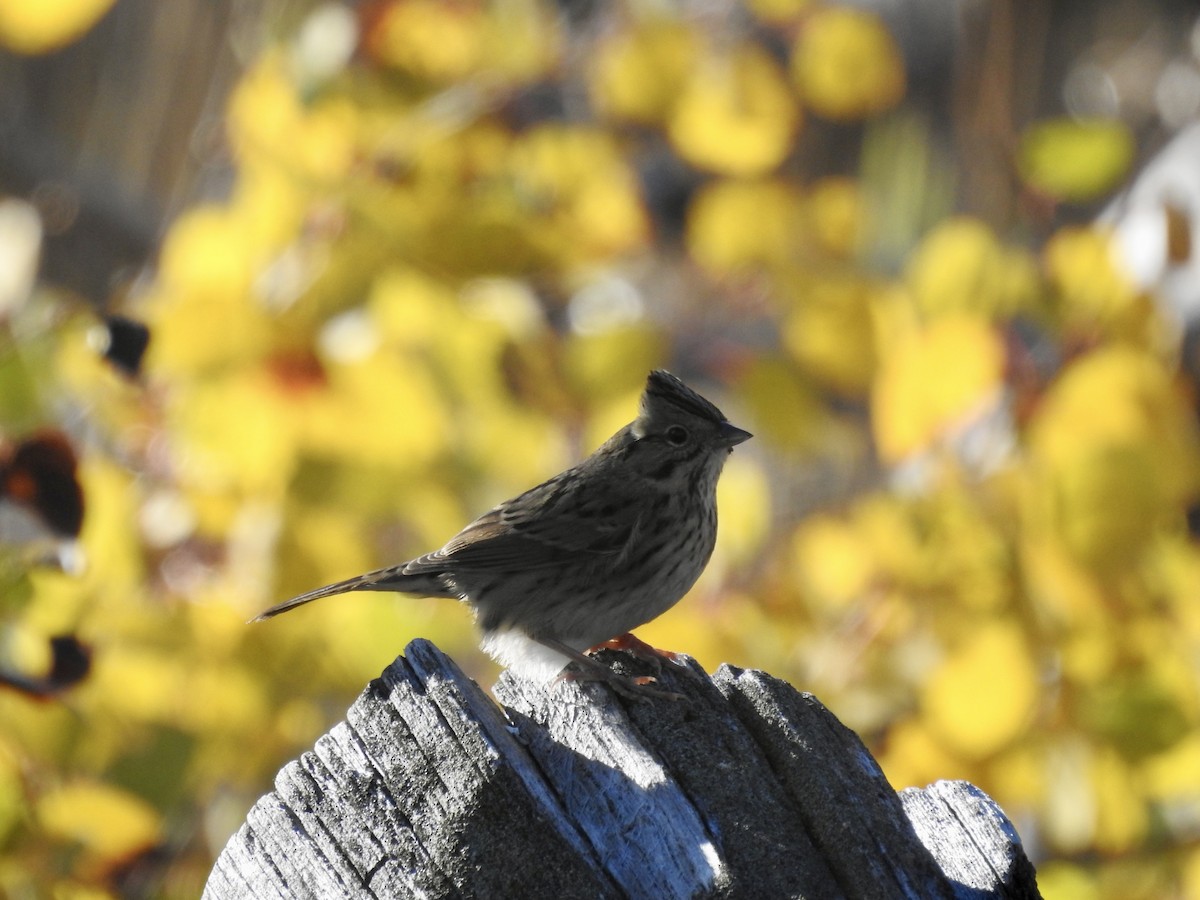 Lincoln's Sparrow - ML624229525