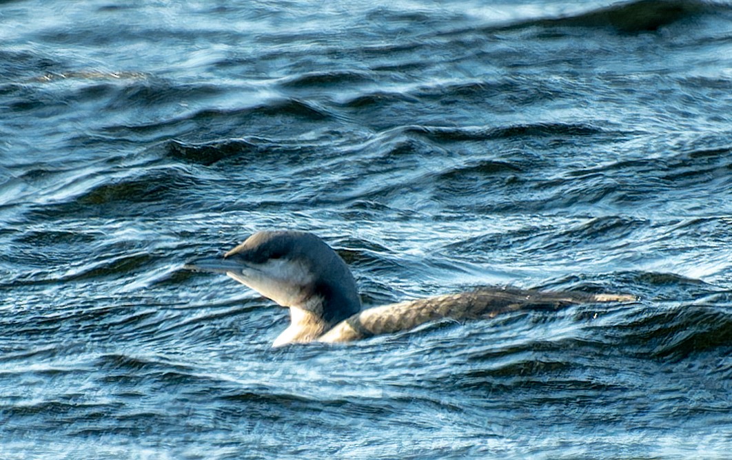 Red-throated Loon - ML624229547