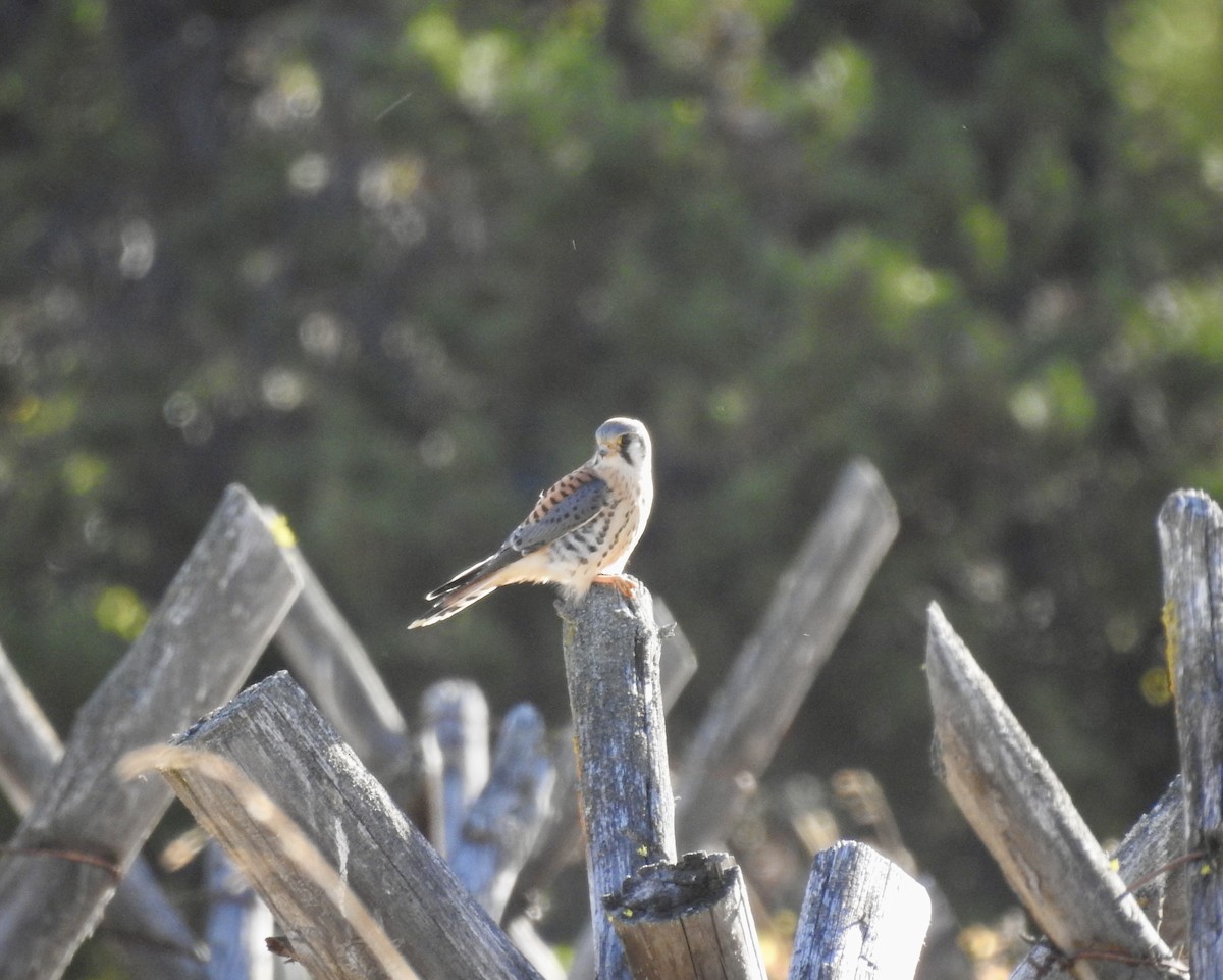 American Kestrel - ML624229555