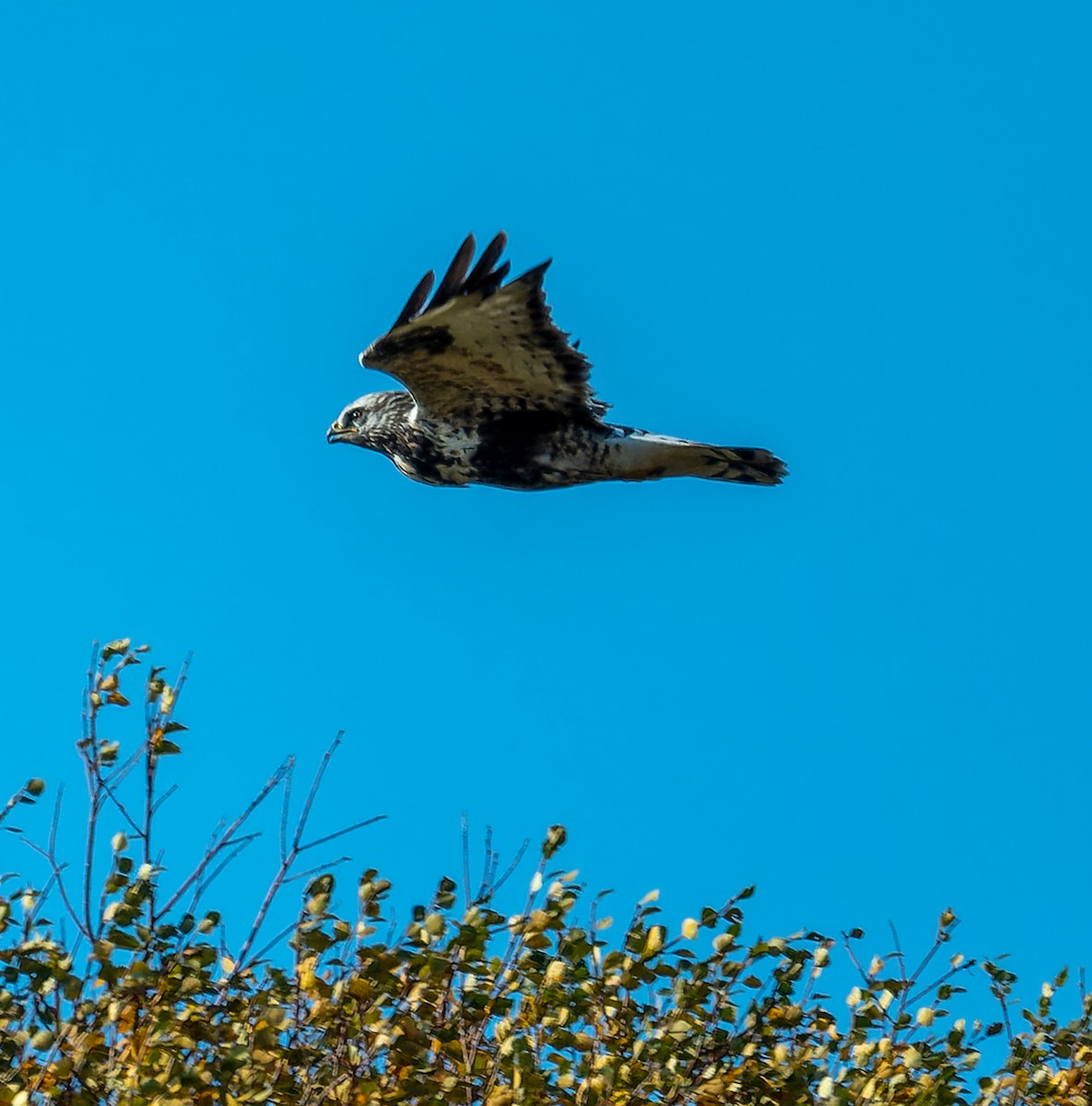 Rough-legged Hawk - ML624229562