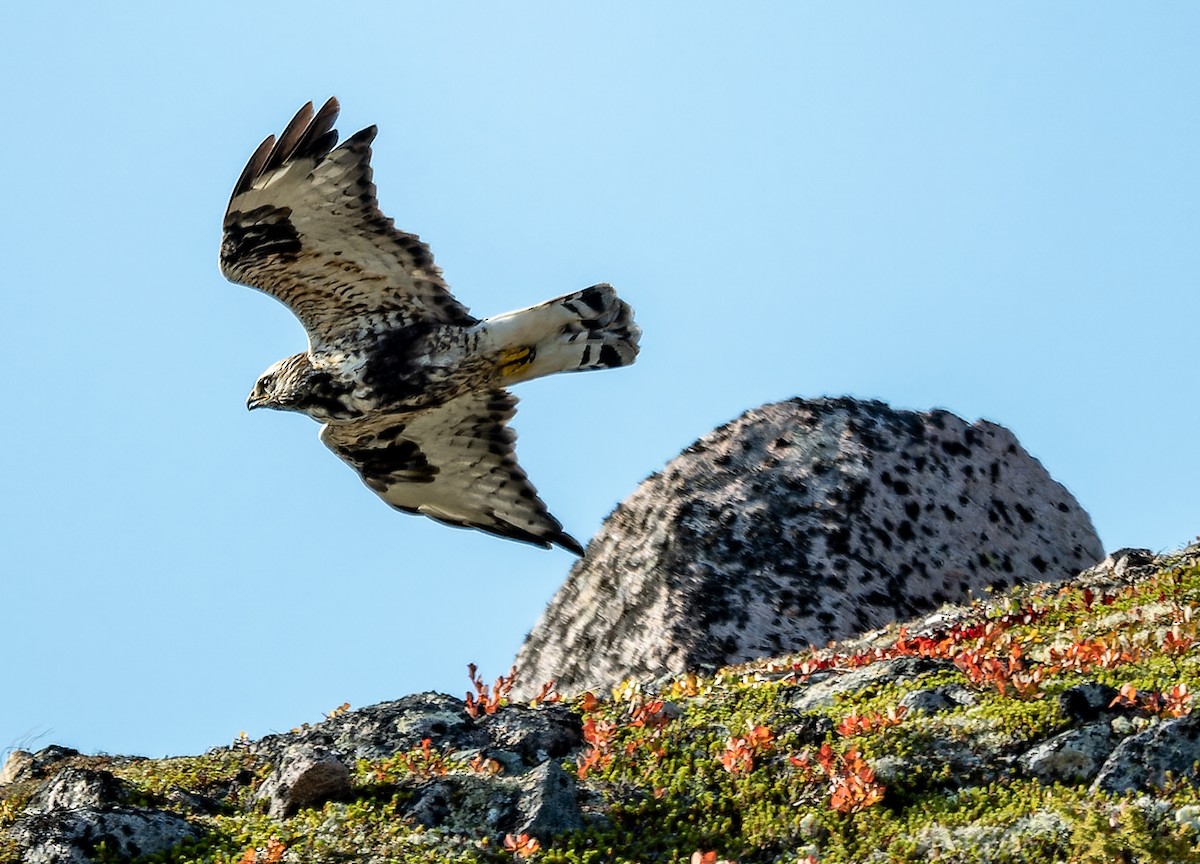 Raufußbussard - ML624229563