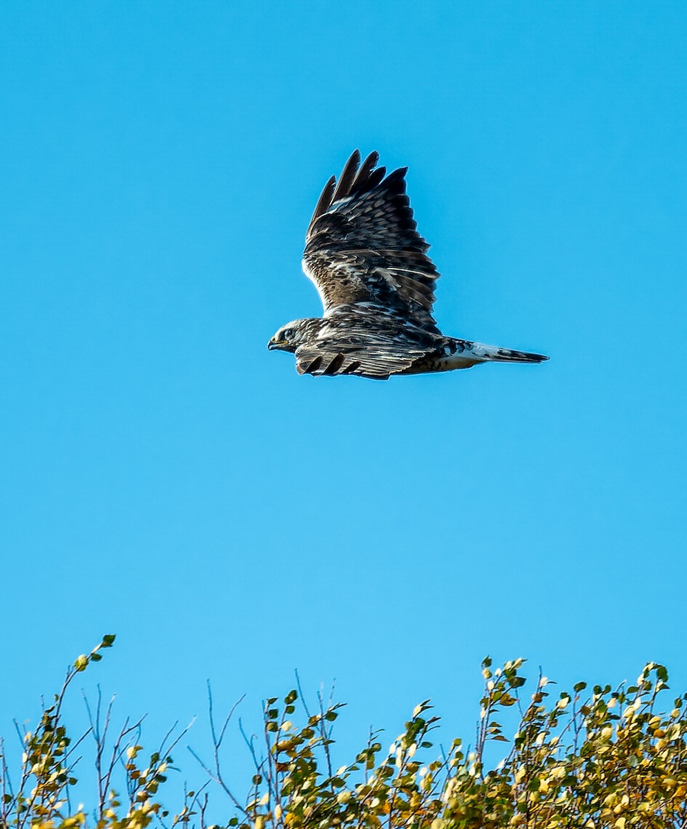 Rough-legged Hawk - ML624229564