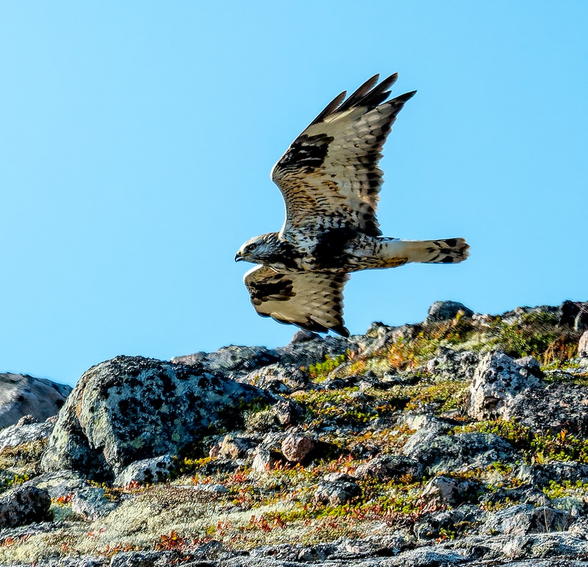 Rough-legged Hawk - ML624229565