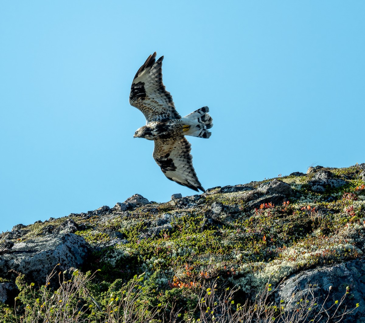 Rough-legged Hawk - ML624229566