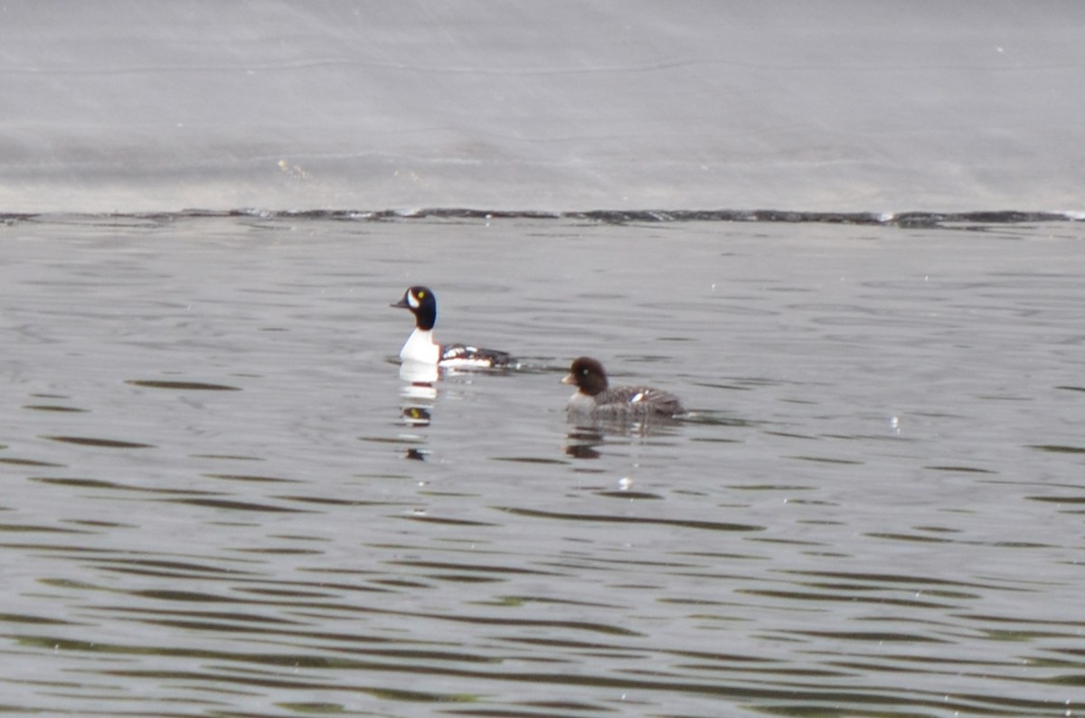 Barrow's Goldeneye - Richard Rae