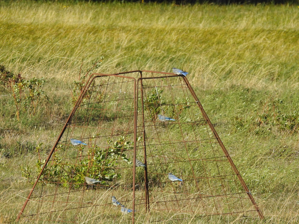 Mountain Bluebird - ML624229585