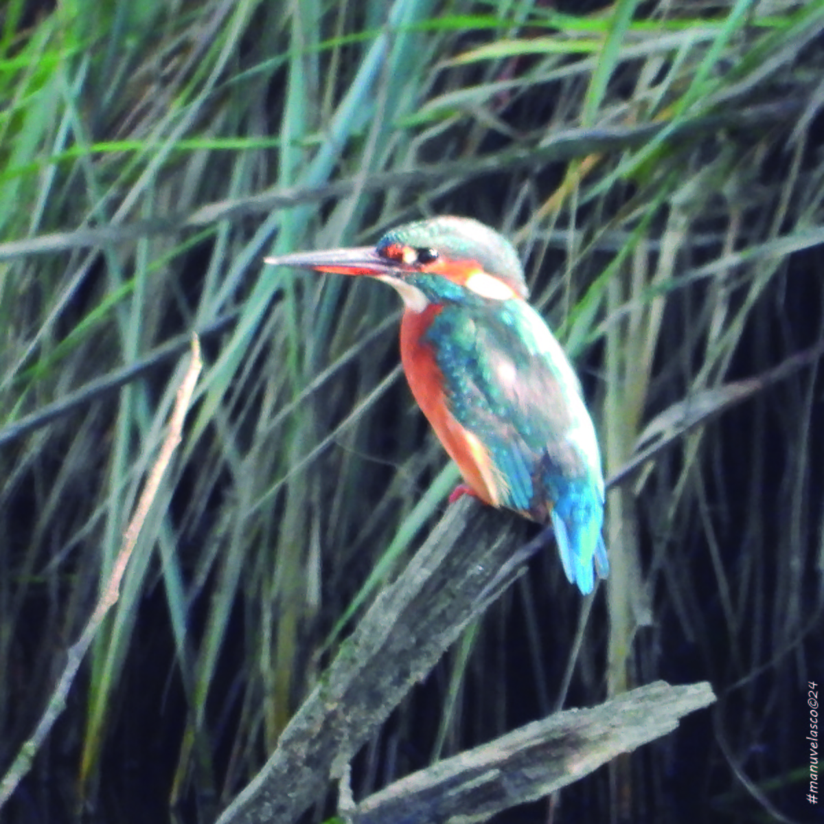 Common Kingfisher - ML624229597