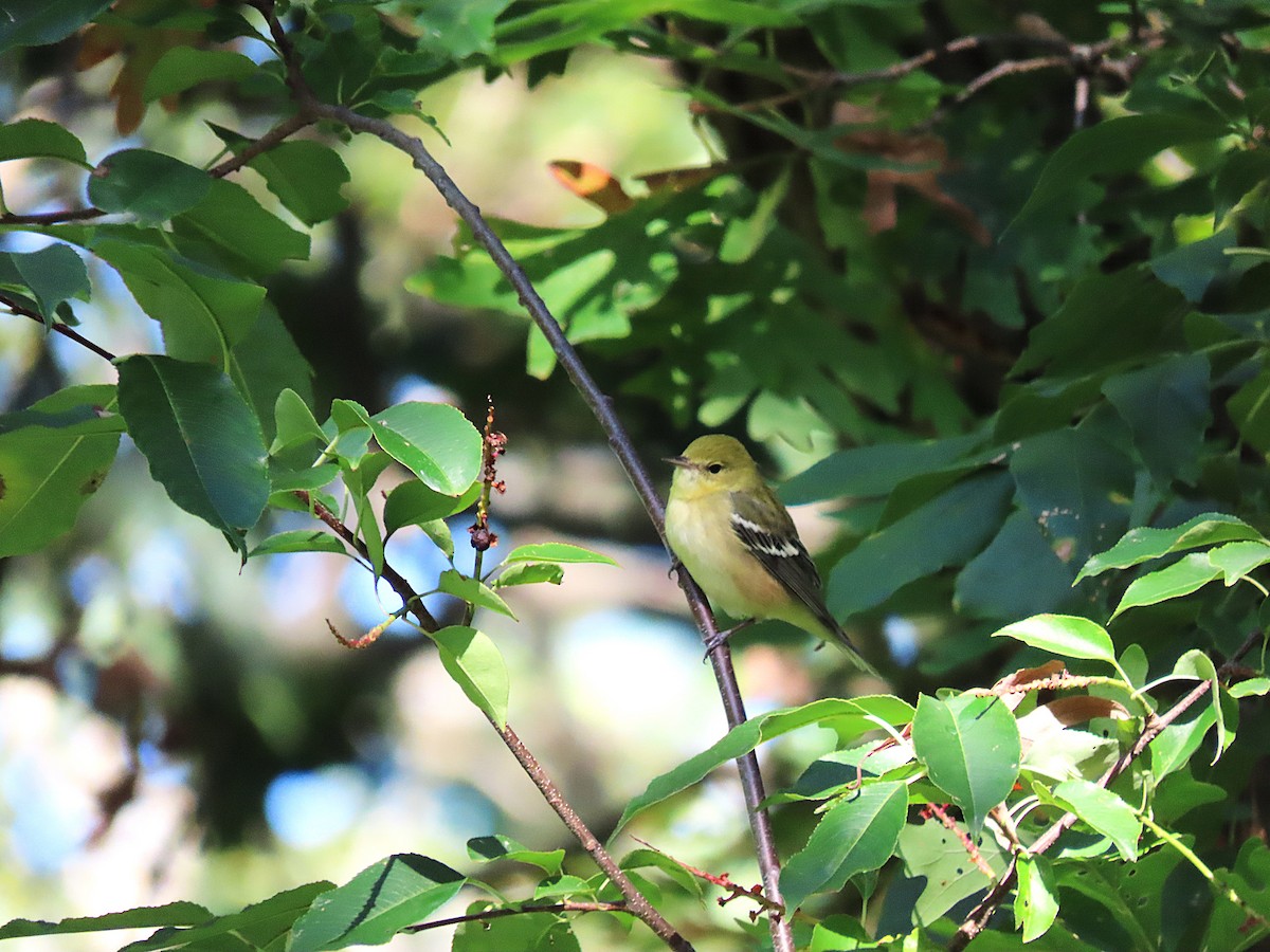 Bay-breasted Warbler - ML624229600