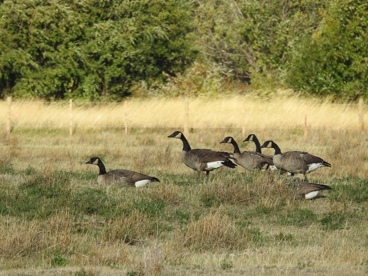 Canada Goose - ML624229610