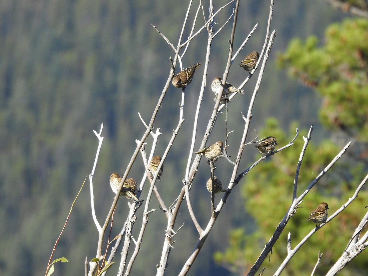 Pine Siskin - Sachi Snively