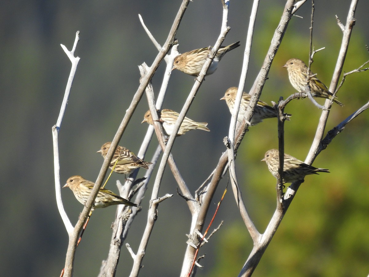 Pine Siskin - Sachi Snively