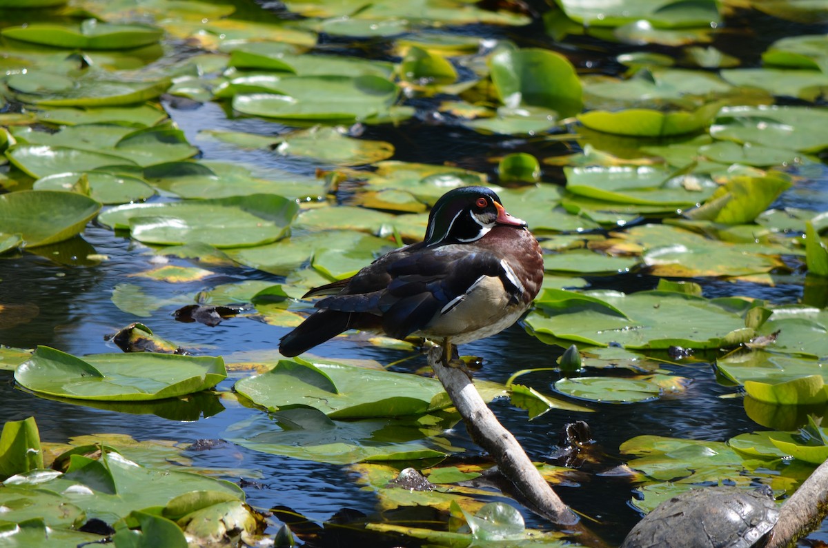 Wood Duck - Richard Rae