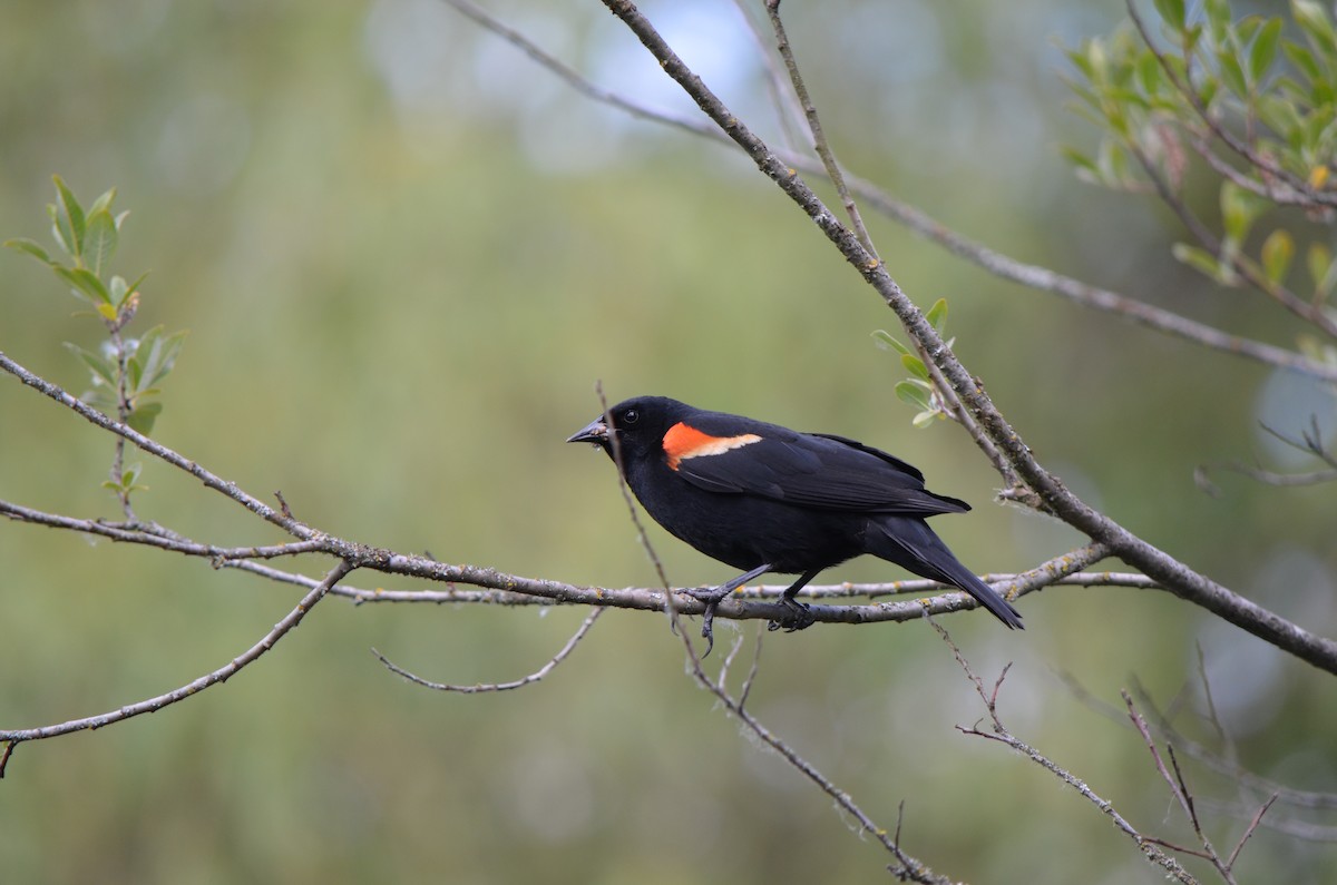 Red-winged Blackbird - ML624229691