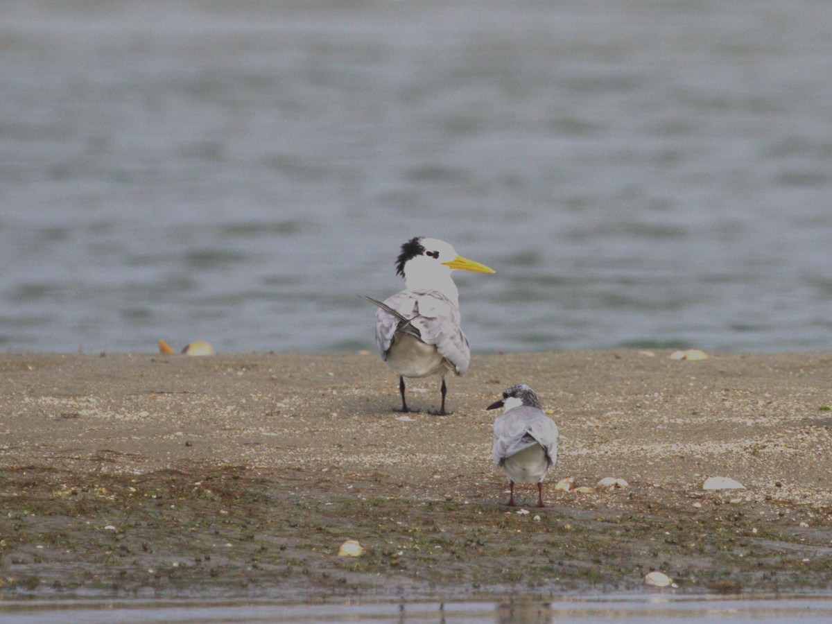 Great Crested Tern - ML624229704