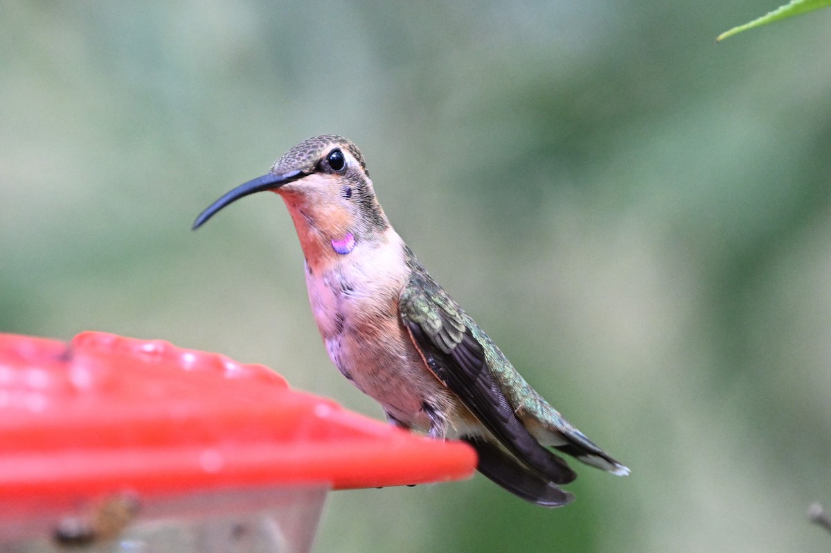 Lucifer Hummingbird - Tony Shrimpton