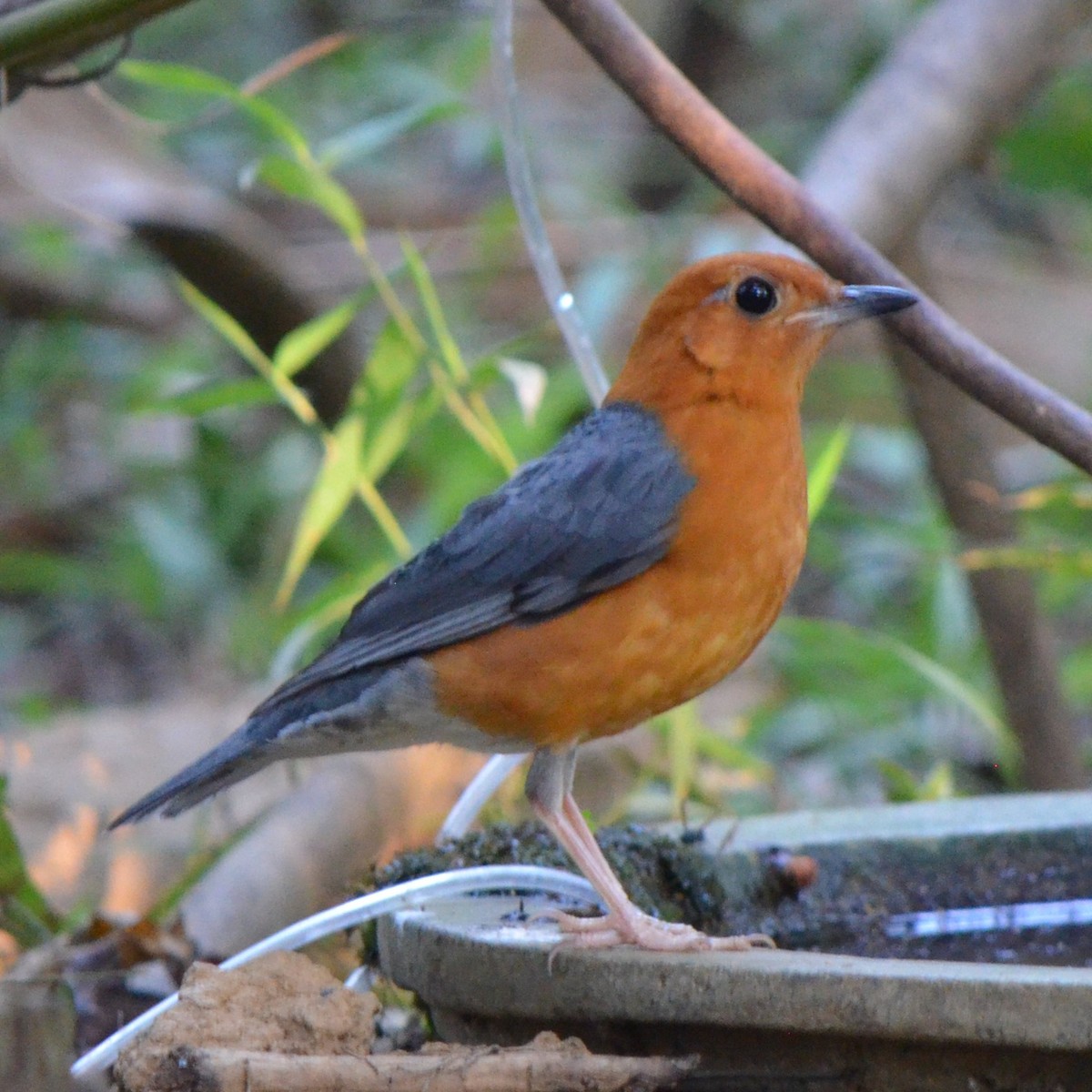 Orange-headed Thrush - ML624229769