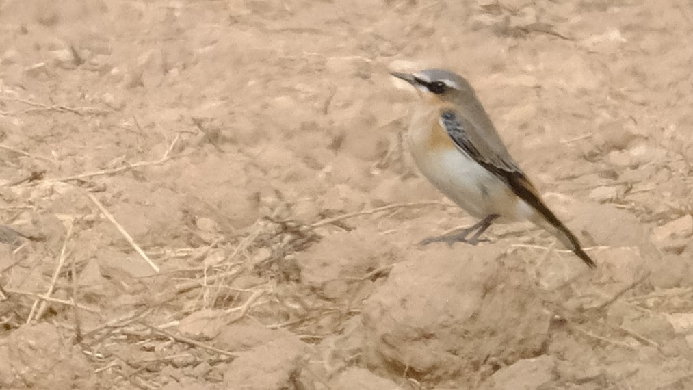 Northern Wheatear - Gonzalo Bel Lallave