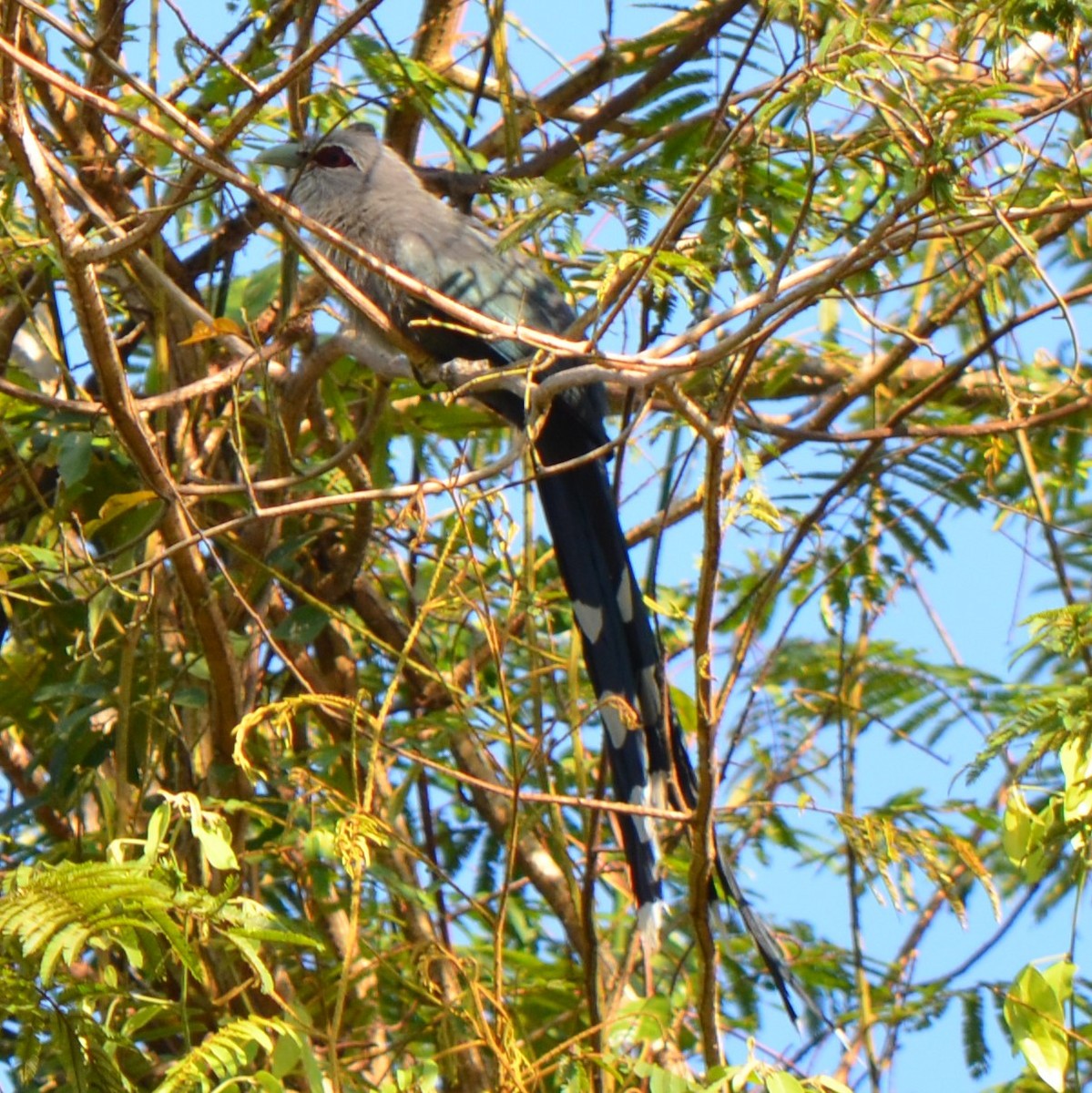 Green-billed Malkoha - ML624229799