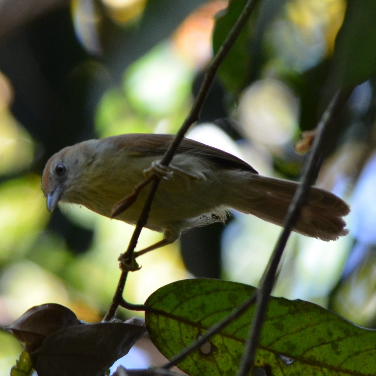 Gray-faced Tit-Babbler - ML624229807