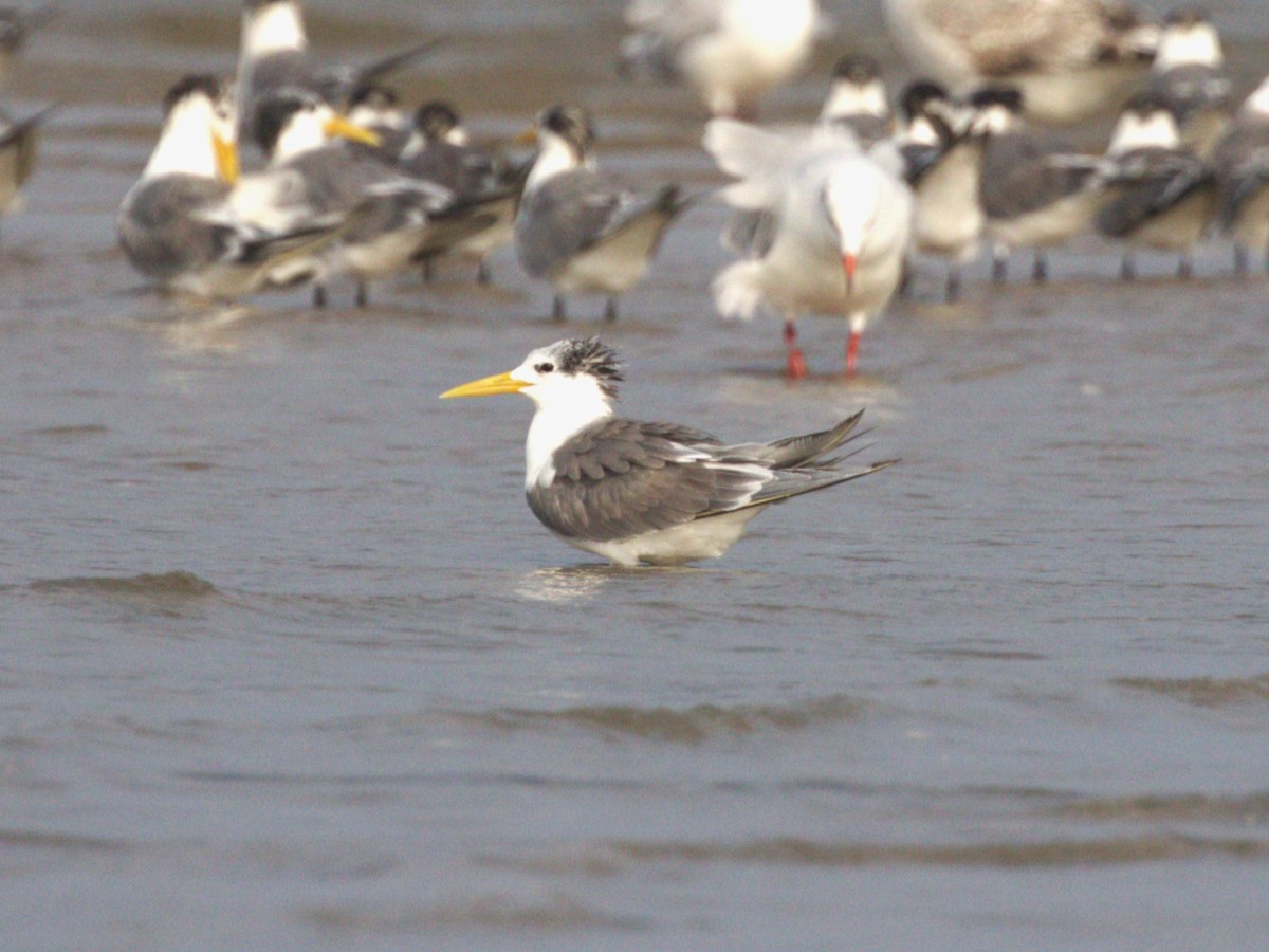 Great Crested Tern - ML624229813