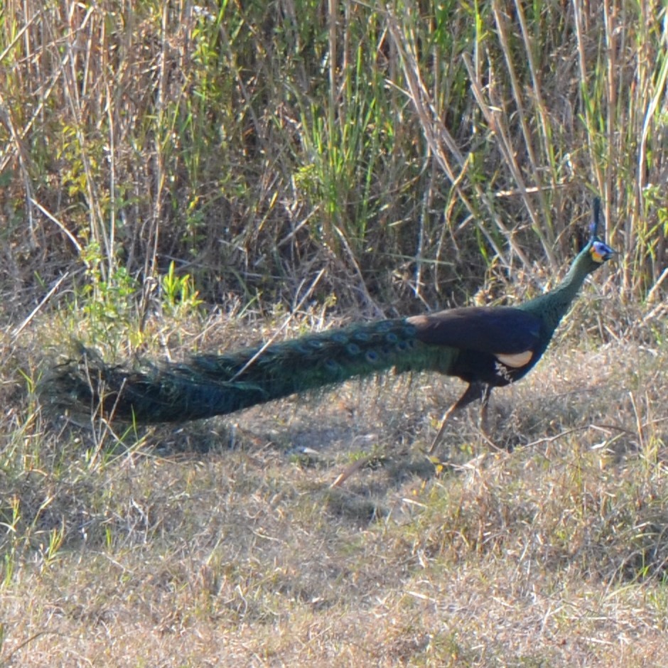 Green Peafowl - ML624229839